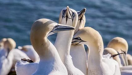 fb体育论坛-《镜报》：巴西女足在奥运会小组赛中与德国队激战，巴西女足 奥运会