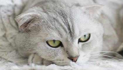 fb体育论坛-《镜报》：巴西女足在奥运会小组赛中与德国队激战，巴西女足 奥运会