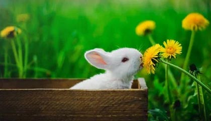 fb体育论坛-《镜报》：巴西女足在奥运会小组赛中与德国队激战，巴西女足 奥运会