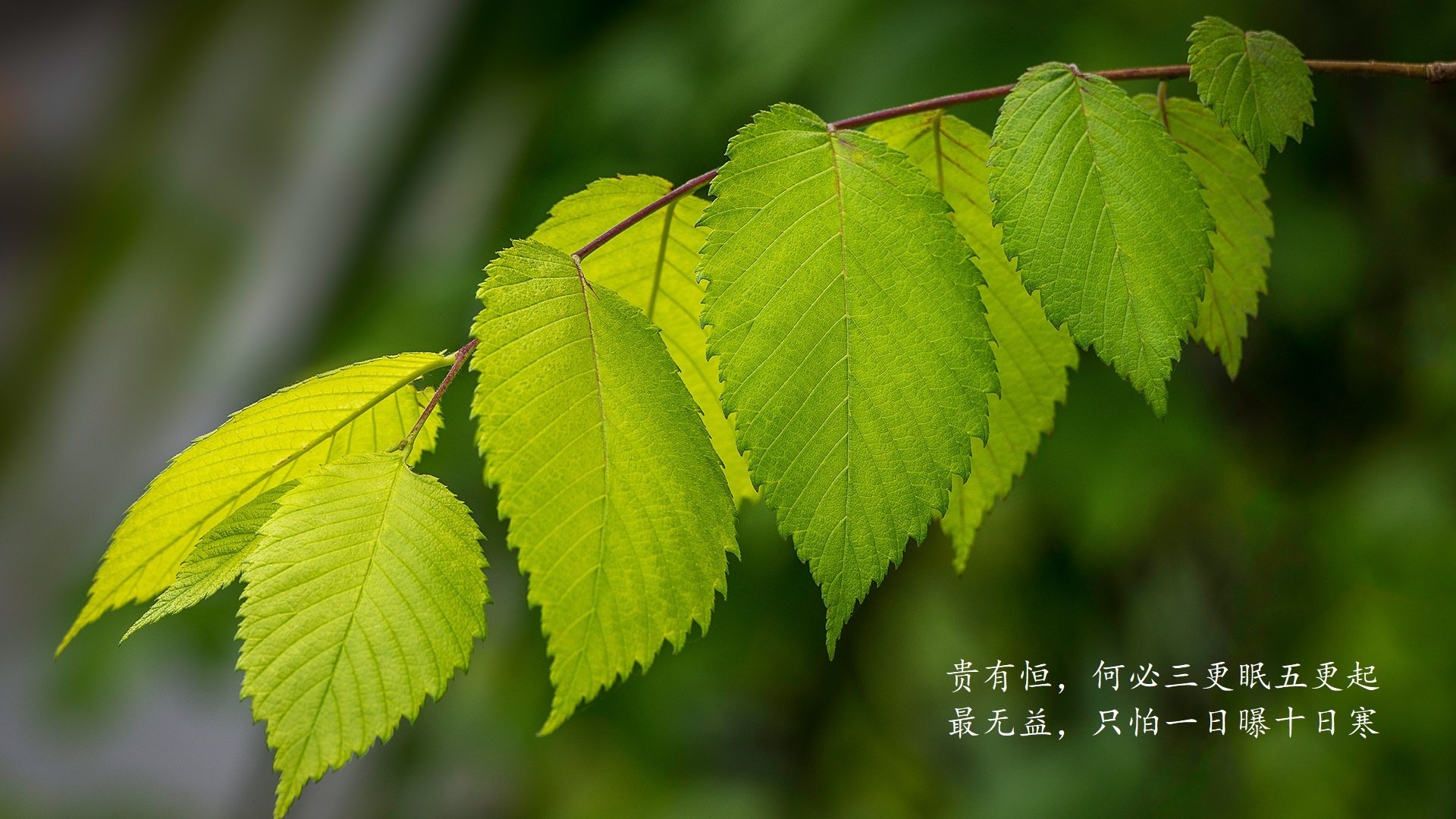 FB体育在线-达拉斯牛仔队重返季后赛，达拉斯牛仔队重返季后赛视频