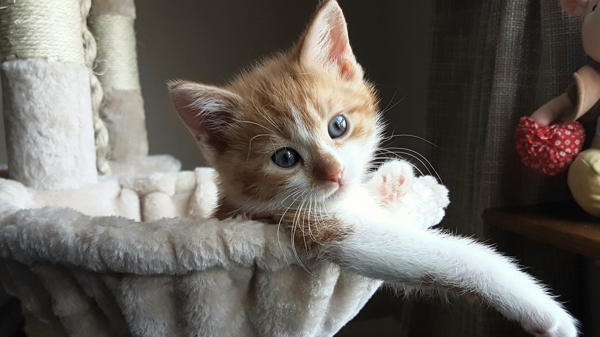 FB体育入口-切尔西击败亚特兰大,晋级欧冠八强,切尔西 欧冠