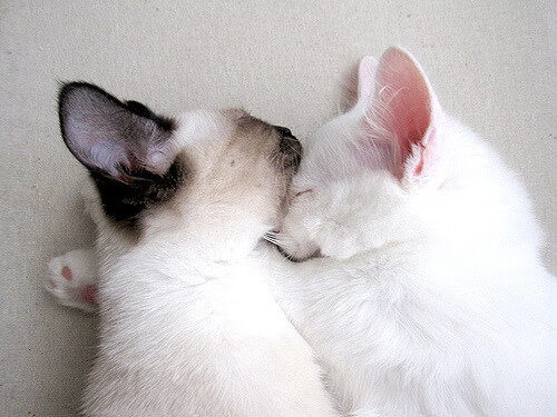 FB体育网页版-女足发展规划出台,明确未来方向,国内女足发展现状