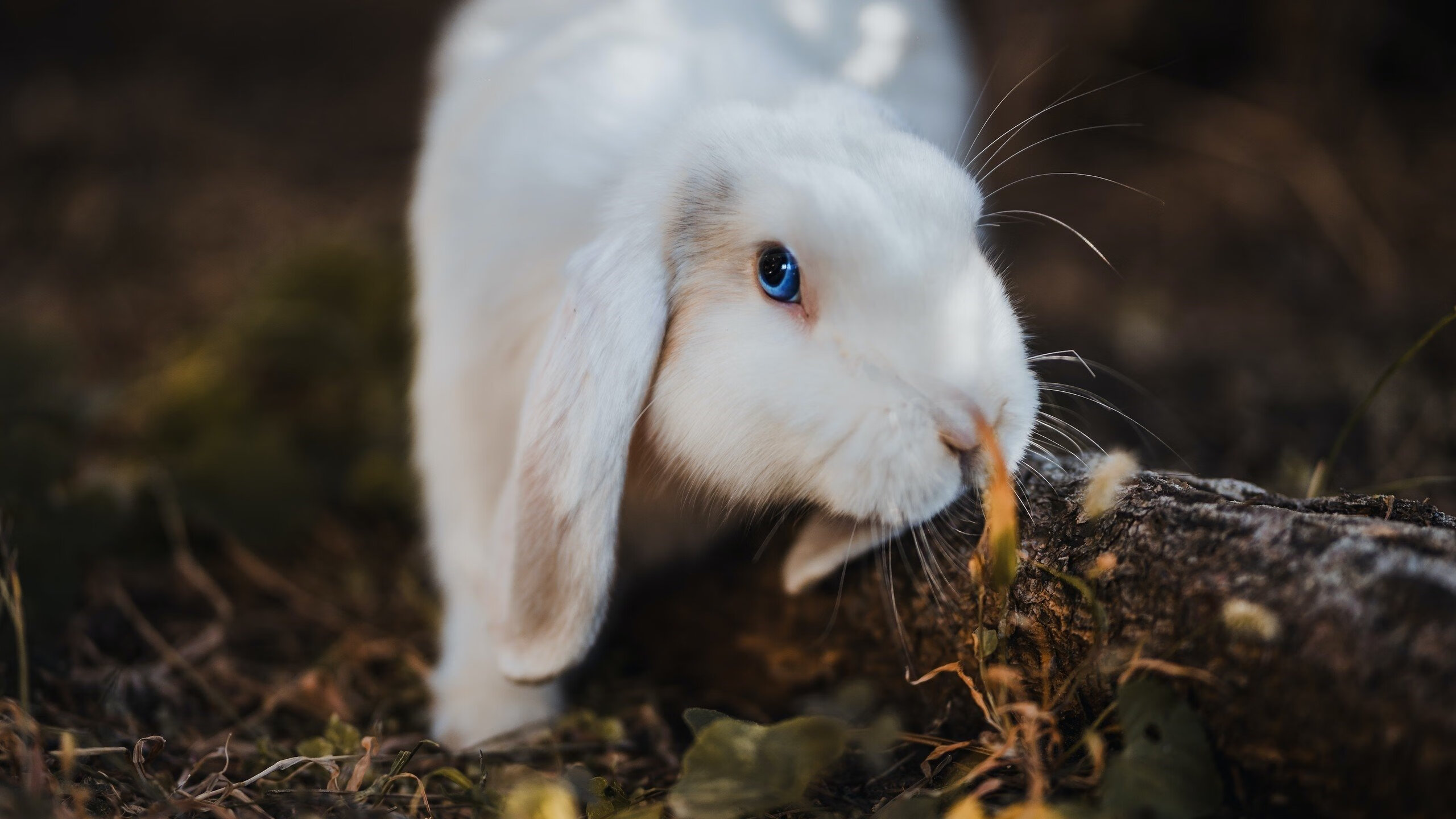 fb体育网址-尤文图斯-大败拜仁，欧冠出局危机四伏，尤文图其欧冠的比赛