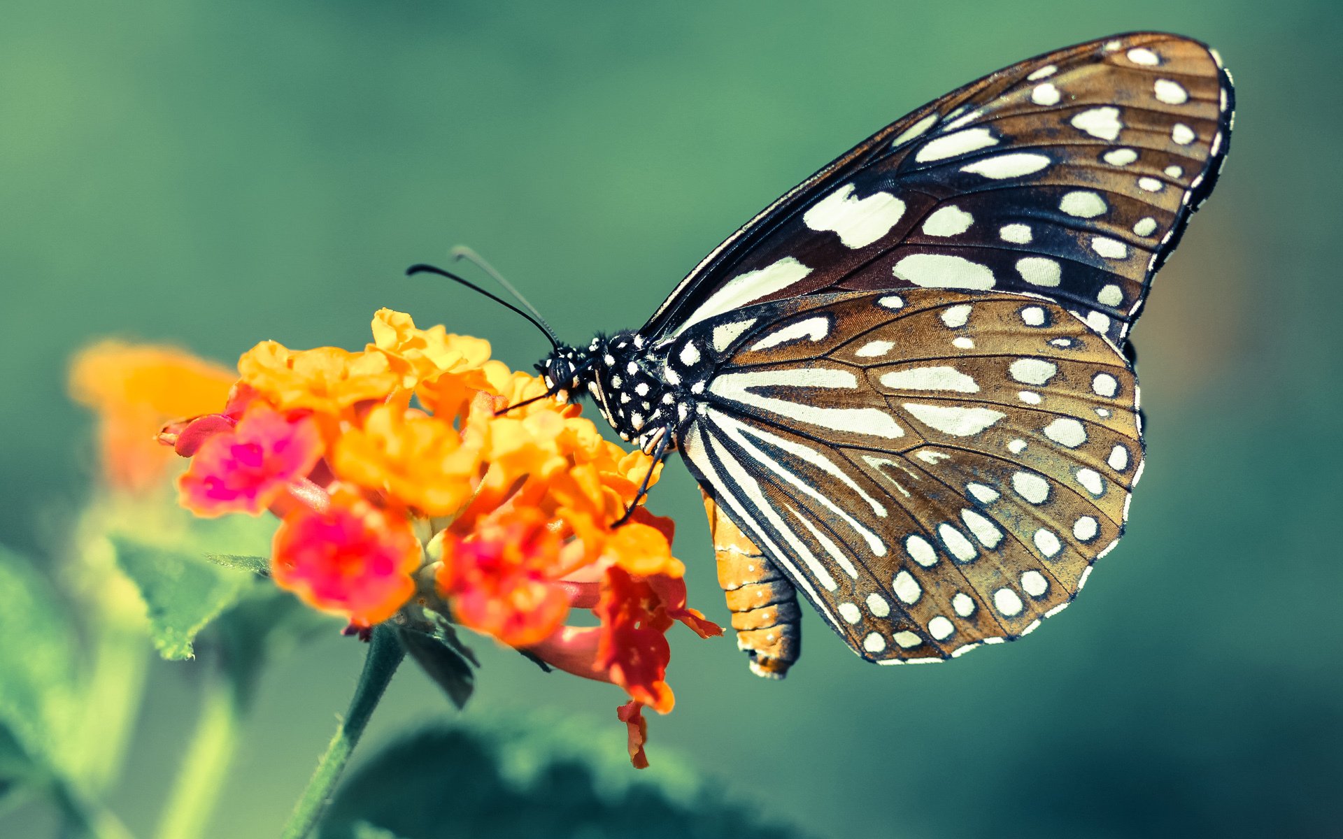 FB体育在线-拜仁慕尼黑主场3-1战胜弗赖堡,进攻火力全开,拜仁慕尼黑场地