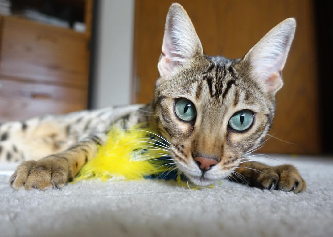 FB体育网站-某队连败收官,球员反思总结经验!,连败两场