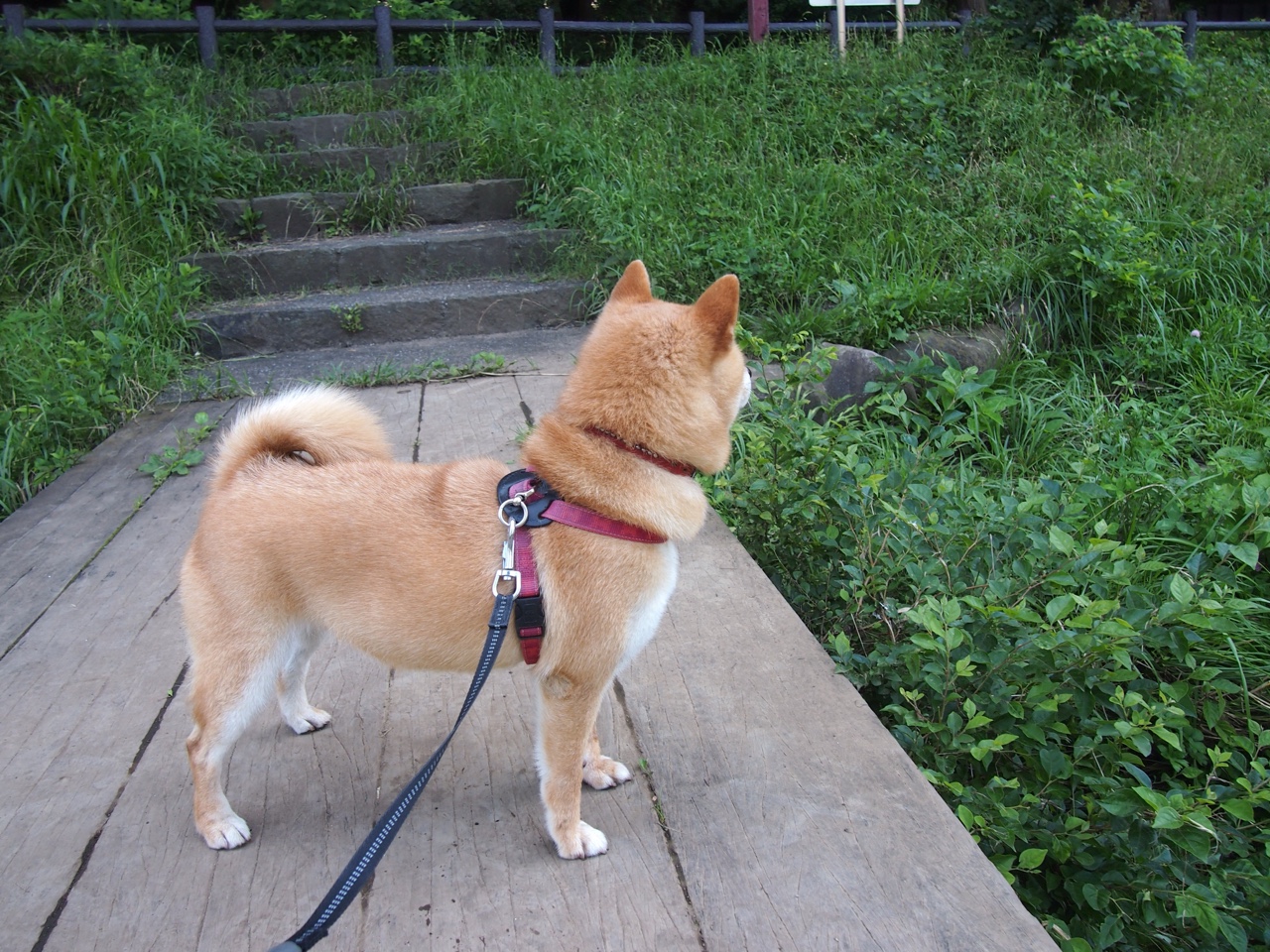 fb体育平台安全-篮球专项训练课程开发及教学创新实践,篮球教学课题