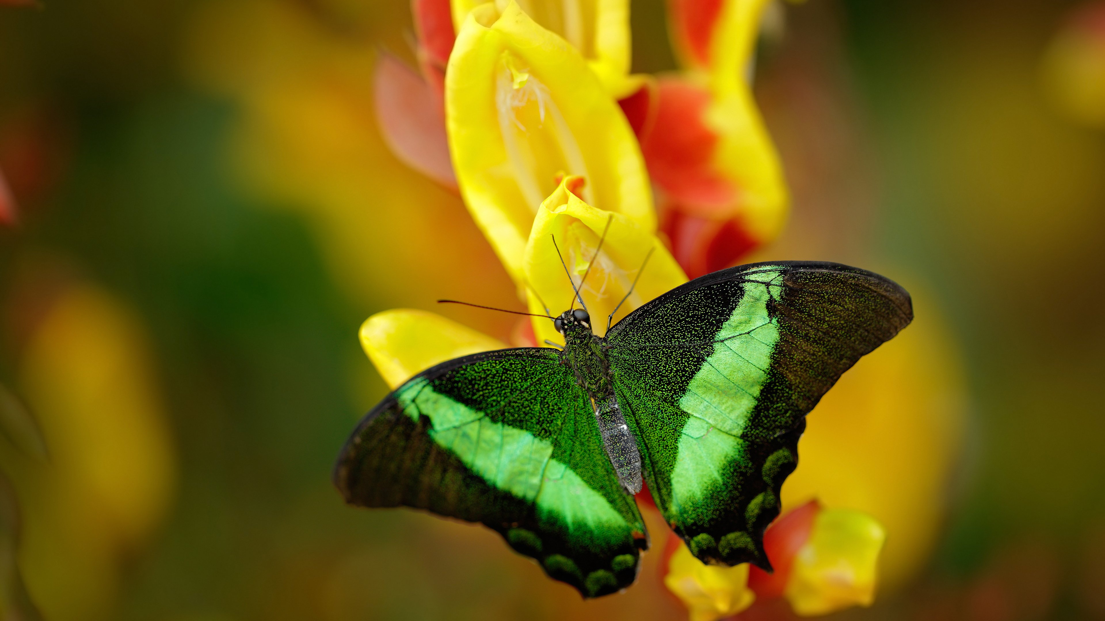 FB体育官网平台-英超裁判基于语义分析技术提升比赛判罚一致性研究,英超裁判有哪些