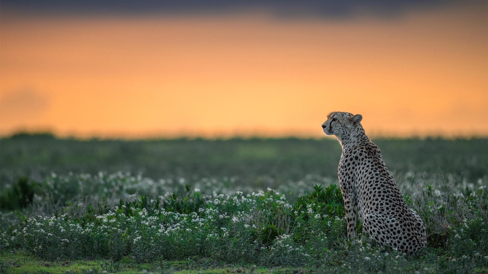 FB体育APP-中国三人篮球男队强化个人技术训练,中国男篮三人篮球集训名单