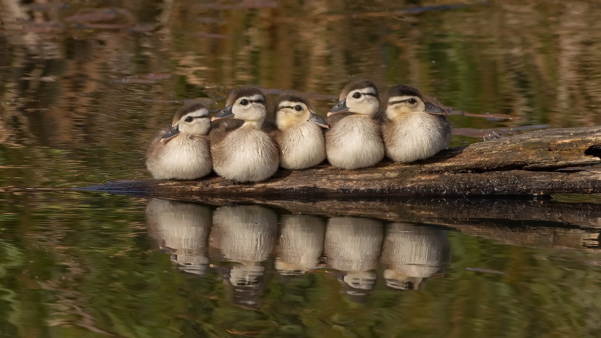 FB体育下载-埃及队在2024年混合团体世界杯中的战术亮点,埃及队在2024年混合团体世界杯中的战术亮点是什么